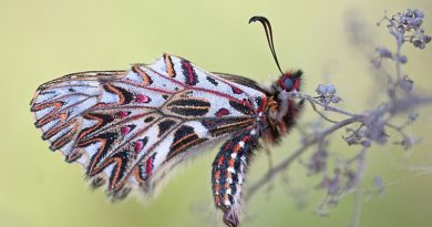 Kupu-kupu (ambar oleh Timelynx dari Pixabay )